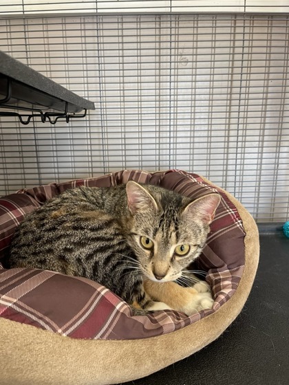 Fiona, an adoptable Domestic Short Hair in Port Saint Joe, FL, 32456 | Photo Image 2