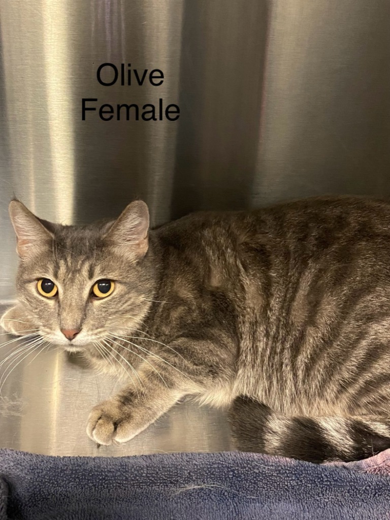 Olive, an adoptable Domestic Short Hair in Heber City, UT, 84032 | Photo Image 1