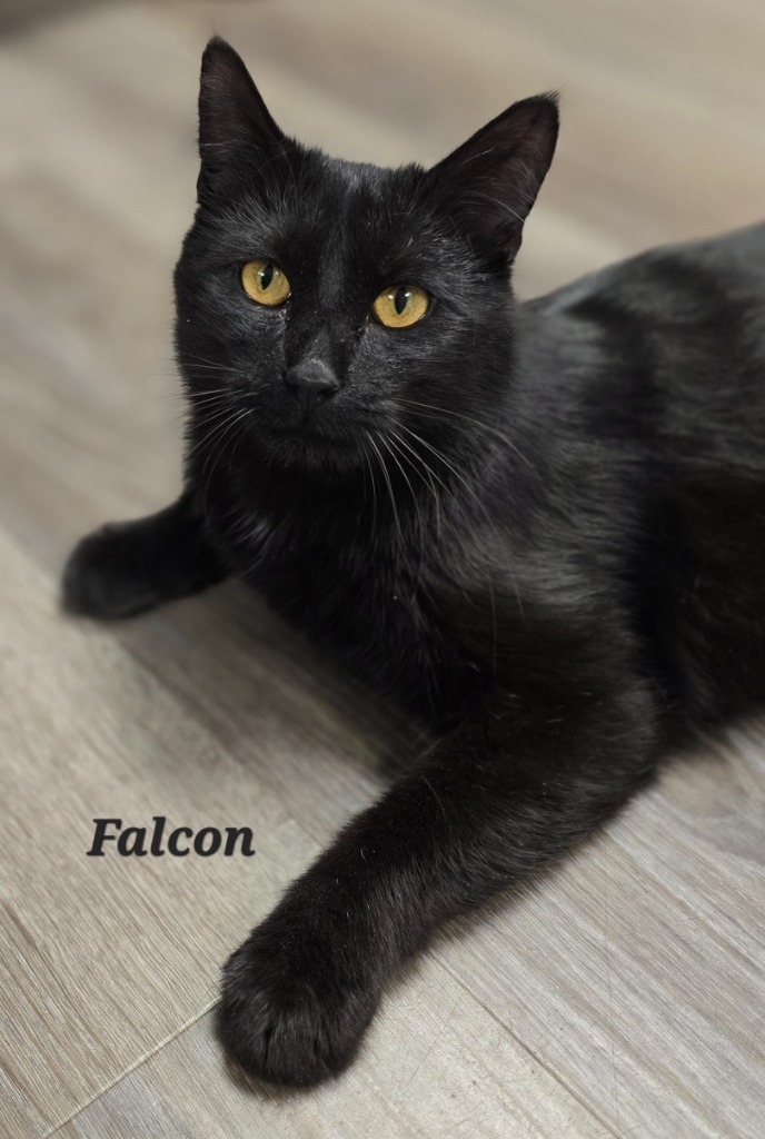 Falcon