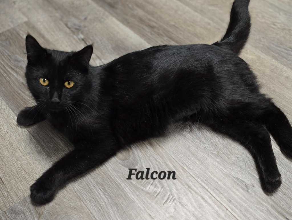 Falcon