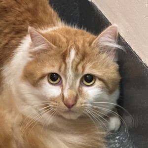 Cat for adoption - Cheeto, a Domestic Short Hair in San Francisco, CA ...