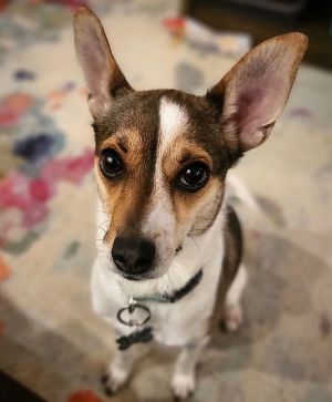 Missy (TX), Adult Female Rat Terrier