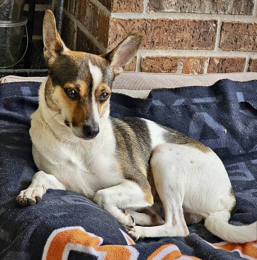 Missy (TX)