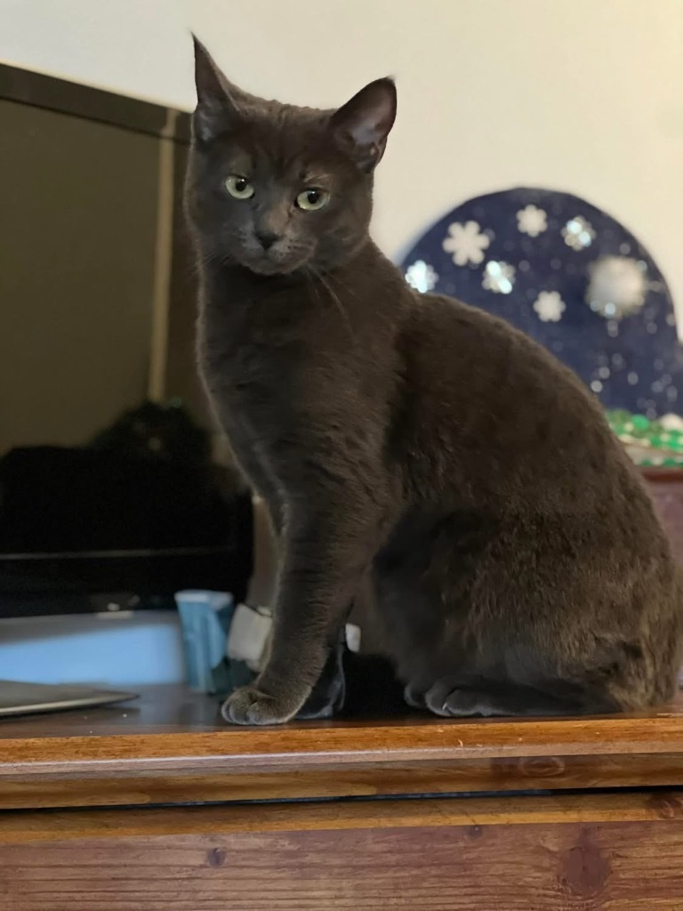 Penny, an adoptable Domestic Short Hair in Grand Rapids, MN, 55744 | Photo Image 1