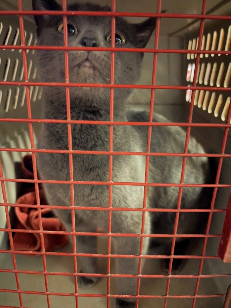 Penny, an adoptable Domestic Short Hair in Grand Rapids, MN, 55744 | Photo Image 2