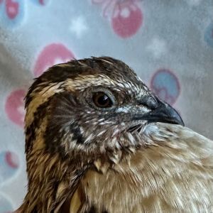 Top of the morning to ya Im Harry I am an adult male Japanese Quail looking for my forever home-