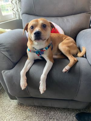 Hey Meet Logan What a cutie who now will have the life he deserves Logan lived his life outdoors 