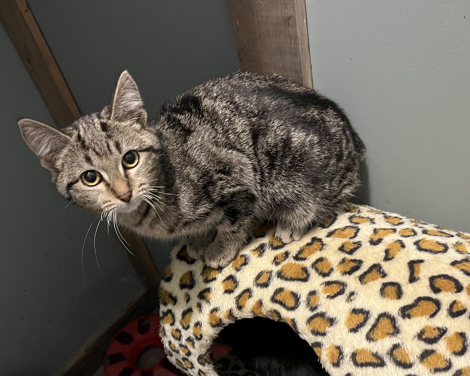 Swirl, an adoptable Domestic Short Hair, Birman in Zimmerman, MN, 55398 | Photo Image 1
