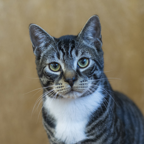 Purrince Tibbleton, an adoptable Domestic Short Hair in Kennewick, WA, 99336 | Photo Image 4