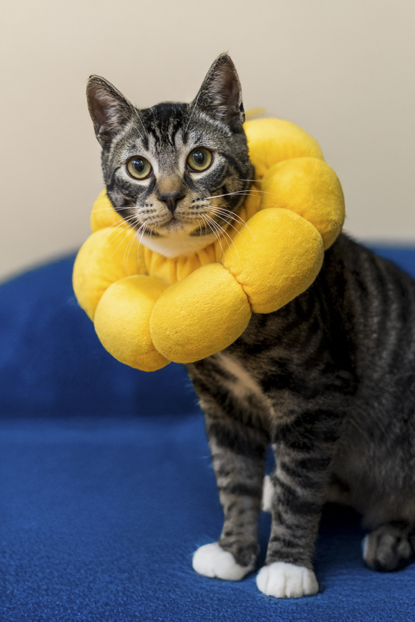 Purrince Tibbleton, an adoptable Domestic Short Hair in Kennewick, WA, 99336 | Photo Image 5