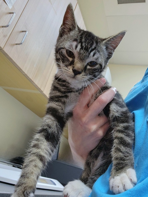 Purrince Tibbleton, an adoptable Domestic Short Hair in Kennewick, WA, 99336 | Photo Image 6