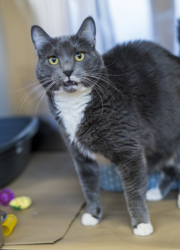 Boston, an adoptable Domestic Short Hair in Kennewick, WA, 99336 | Photo Image 1