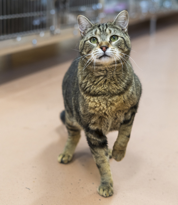 Laszlo, an adoptable Domestic Short Hair in Kennewick, WA, 99336 | Photo Image 1