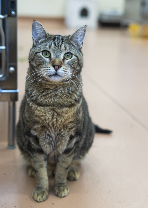 Laszlo, an adoptable Domestic Short Hair in Kennewick, WA, 99336 | Photo Image 2