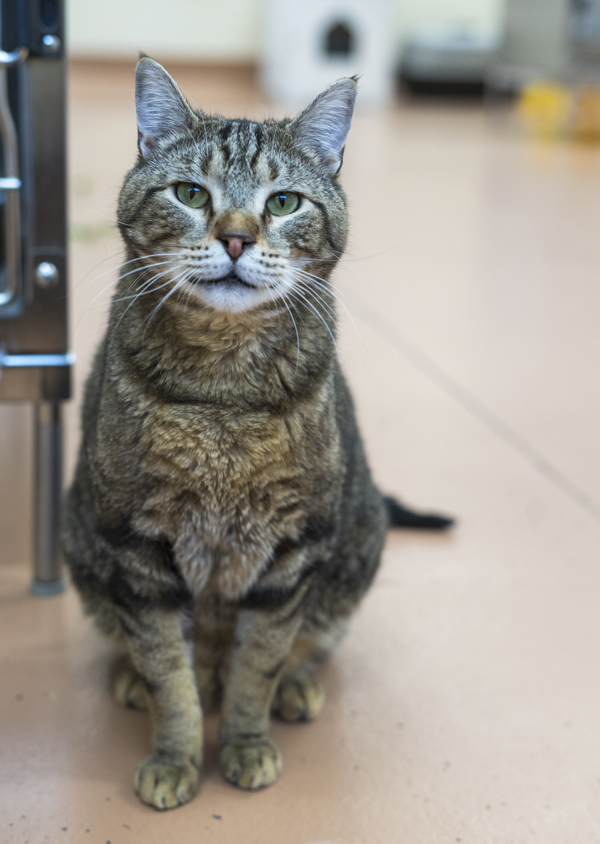 Laszlo, an adoptable Domestic Short Hair in Kennewick, WA, 99336 | Photo Image 3