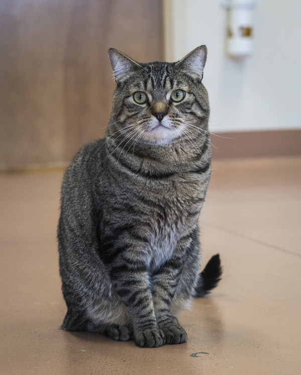 Laszlo, an adoptable Domestic Short Hair in Kennewick, WA, 99336 | Photo Image 4