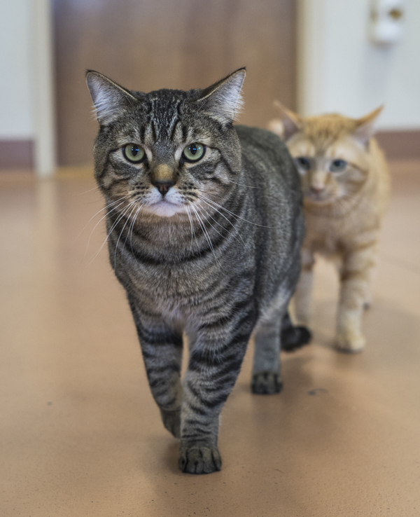 Laszlo, an adoptable Domestic Short Hair in Kennewick, WA, 99336 | Photo Image 5