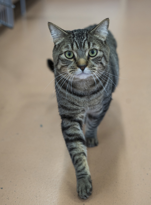 Laszlo, an adoptable Domestic Short Hair in Kennewick, WA, 99336 | Photo Image 6