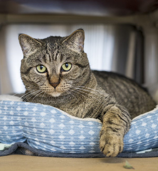 Pin, an adoptable Domestic Short Hair in Kennewick, WA, 99336 | Photo Image 1