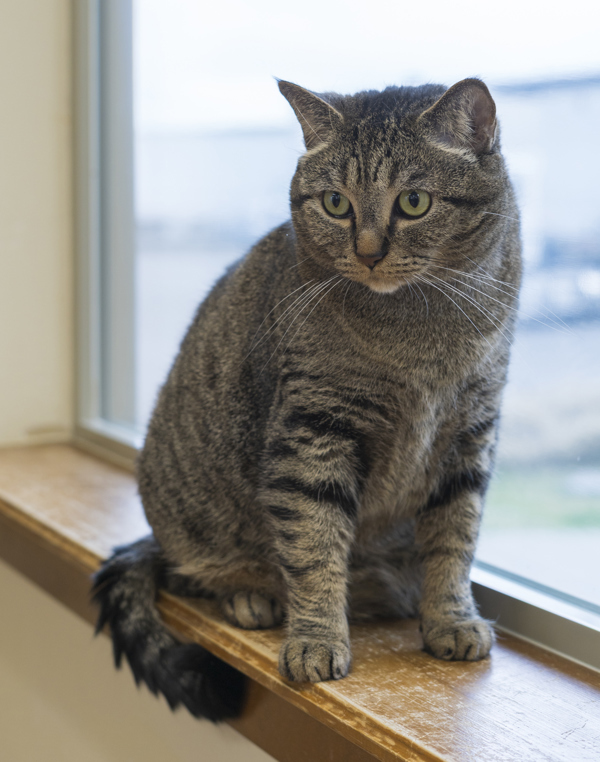 Pin, an adoptable Domestic Short Hair in Kennewick, WA, 99336 | Photo Image 2