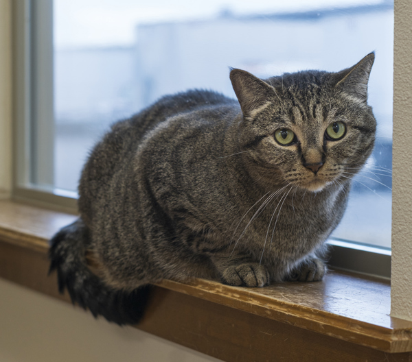Pin, an adoptable Domestic Short Hair in Kennewick, WA, 99336 | Photo Image 3