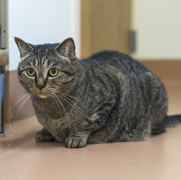 Pin, an adoptable Domestic Short Hair in Kennewick, WA, 99336 | Photo Image 4