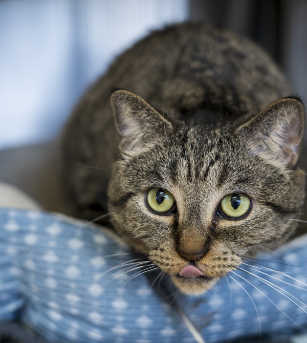 Pin, an adoptable Domestic Short Hair in Kennewick, WA, 99336 | Photo Image 5