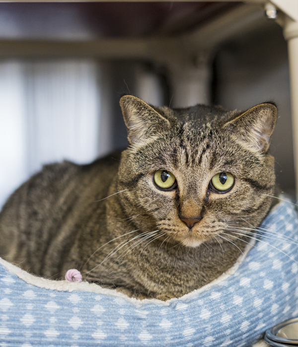 Pin, an adoptable Domestic Short Hair in Kennewick, WA, 99336 | Photo Image 6
