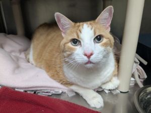 Cheesecake fka OC, Senior Male Domestic Short Hair