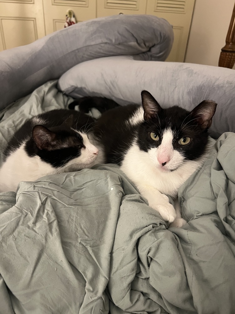 Oreo