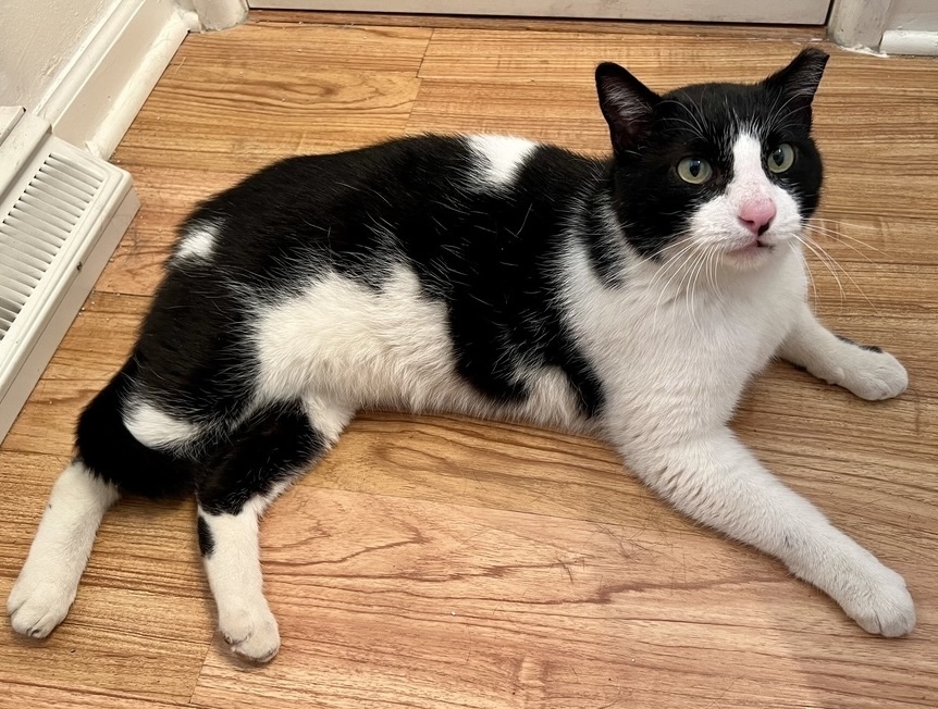 Oreo