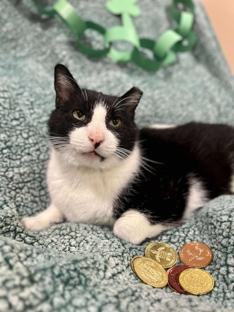 Oreo