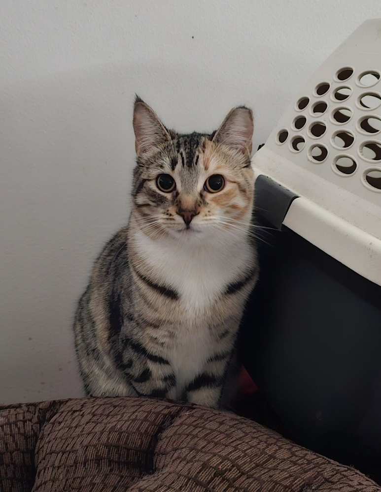 Cheyenne