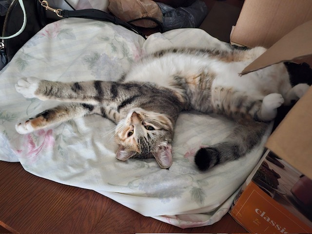 Cheyenne
