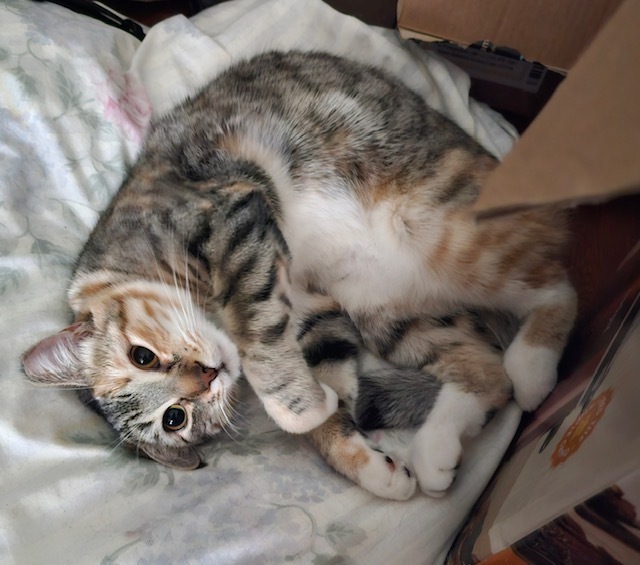 Cheyenne