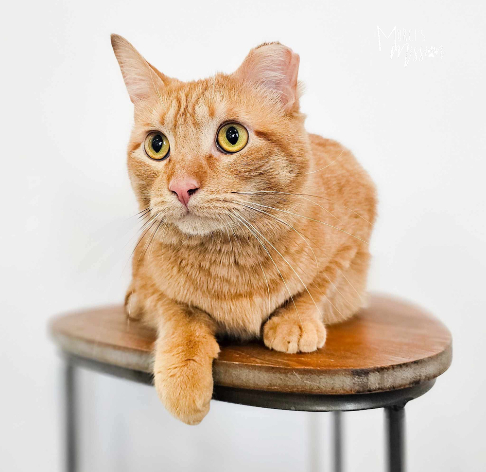 Jingle, an adoptable Domestic Short Hair in Spokane , WA, 99209 | Photo Image 1