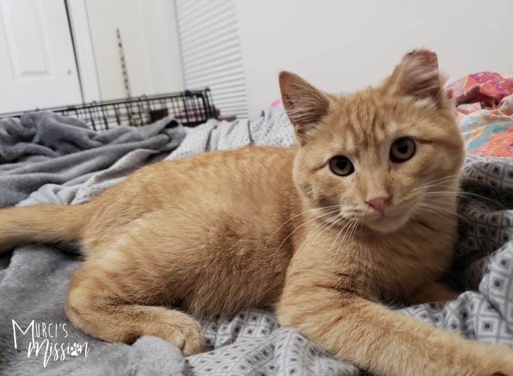Jingle, an adoptable Domestic Short Hair in Spokane , WA, 99209 | Photo Image 3