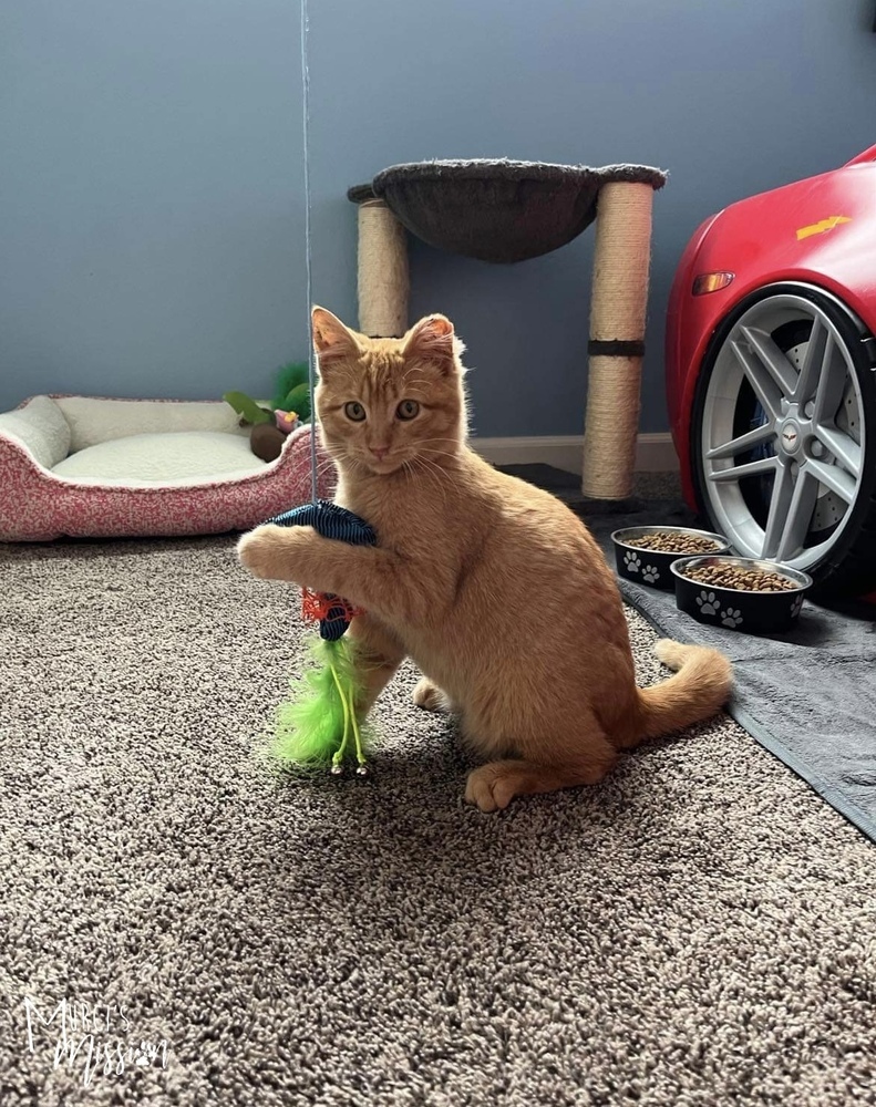 Jingle, an adoptable Domestic Short Hair in Spokane , WA, 99209 | Photo Image 4