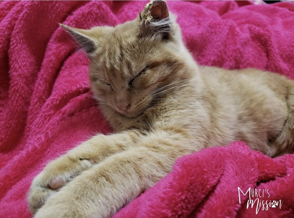 Jingle, an adoptable Domestic Short Hair in Spokane , WA, 99209 | Photo Image 5