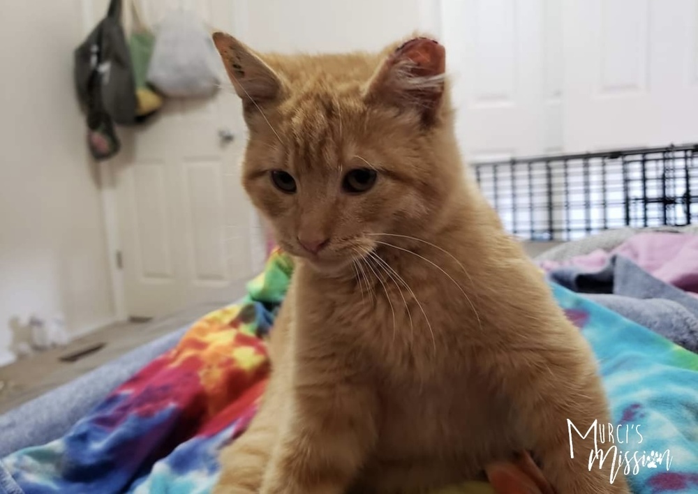Jingle, an adoptable Domestic Short Hair in Spokane , WA, 99209 | Photo Image 6
