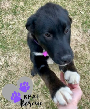 Tuba - Brass Litter, an adoptable Alaskan Malamute, Labrador Retriever in Kenai, AK, 99611 | Photo Image 1