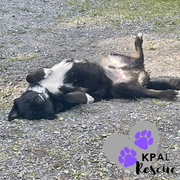 Tuba - Brass Litter, an adoptable Alaskan Malamute, Labrador Retriever in Kenai, AK, 99611 | Photo Image 1