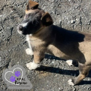 Tuba - Brass Litter, an adoptable Alaskan Malamute, Labrador Retriever in Kenai, AK, 99611 | Photo Image 2