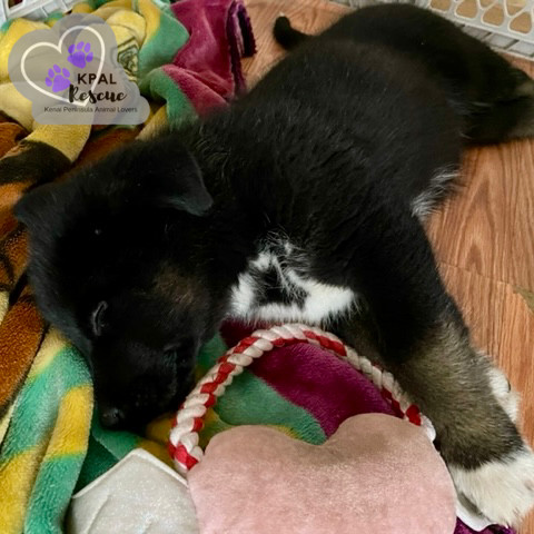Tuba - Brass Litter, an adoptable Alaskan Malamute, Labrador Retriever in Kenai, AK, 99611 | Photo Image 3