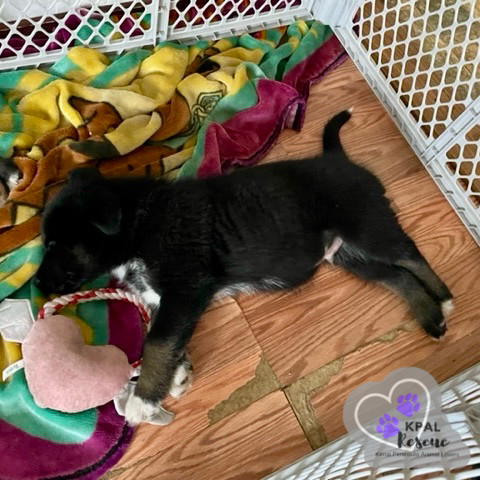 Tuba - Brass Litter, an adoptable Alaskan Malamute, Labrador Retriever in Kenai, AK, 99611 | Photo Image 4
