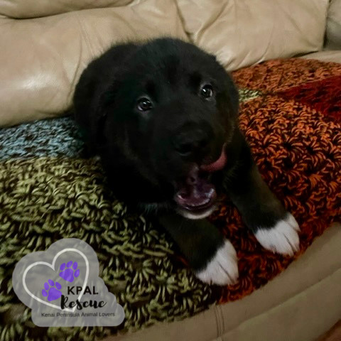 Tuba - Brass Litter, an adoptable Alaskan Malamute, Labrador Retriever in Kenai, AK, 99611 | Photo Image 5