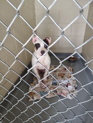 Phanie Tag 34, Adult Female Mixed Breed