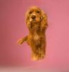 Peaches photo 1