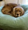 Peaches photo 2