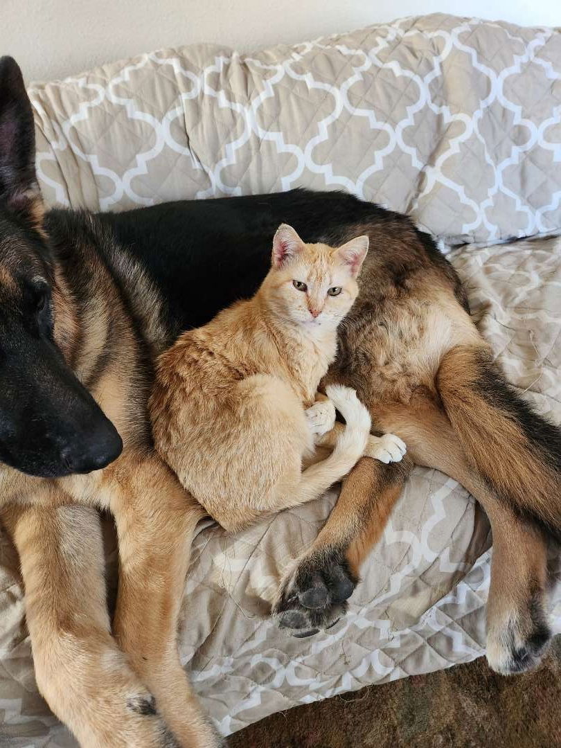 Harmony